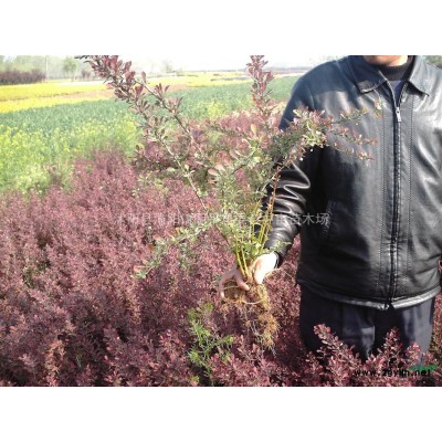 红叶石楠 苏北红叶石楠 红叶石楠价格 红叶石楠图片走势 江苏