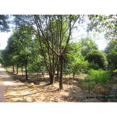 浙江红叶石楠1*新报价/红叶石楠1图片