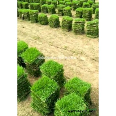 绿化草坪，杜鹃.红花继木.红叶石楠.四季桂.月季花.金叶女贞