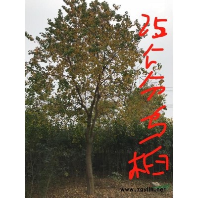 安徽2.5米红叶石楠球