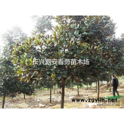 浙江 长兴 大量供应  红叶石楠  2-15公分