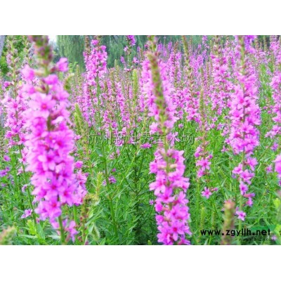 红叶石楠小毛球