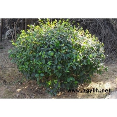 红叶石楠球  海桐球行情报价/红叶石楠球  海桐球图片展示