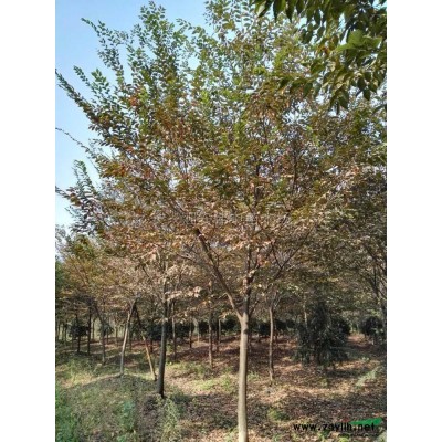 精品红叶石楠柱图片\精品红叶石楠柱报价