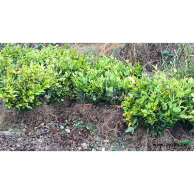 红叶石楠供应 红叶石楠苗