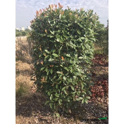 江苏南京 红叶石楠柱*新报价/南京 红叶石楠柱图片