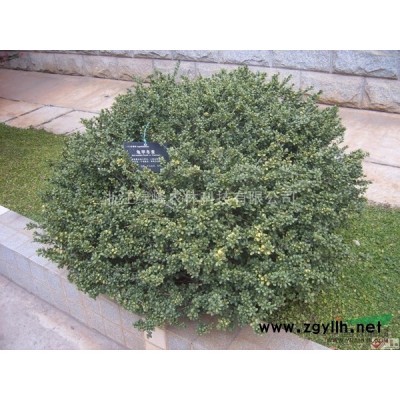 大量供应各类规格红叶石楠小毛球