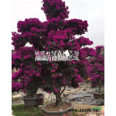 福建红叶石楠杯苗销售，漳州红叶石楠袋苗价格，红叶石楠批发