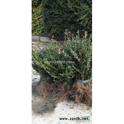 大量扦插大叶黄杨 金边黄杨 金森女贞床苗