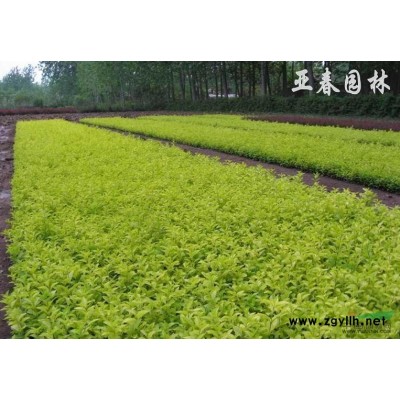 大量批发庭院绿化苗木 红叶石楠大小苗 基地直销