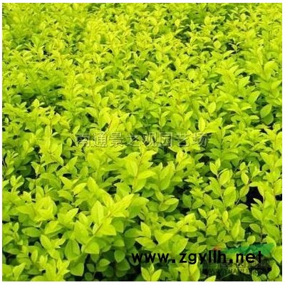 江苏红叶石楠*新报价/红叶石楠图片