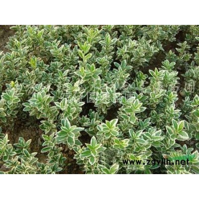 夹竹桃，直生龙柏、海桐、红叶石楠、金森女贞、金叶女贞、