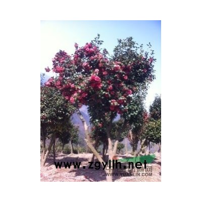 广德四合苗大量供应，老紫薇，三角枫，白玉兰，红叶石楠