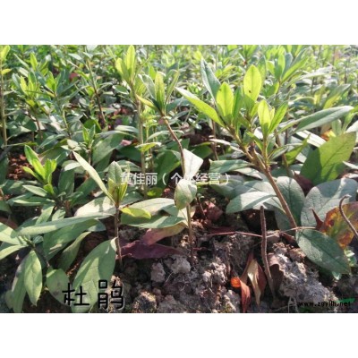 大量供应20-30公分优质红叶石楠，红叶石楠球，高杆红叶石楠