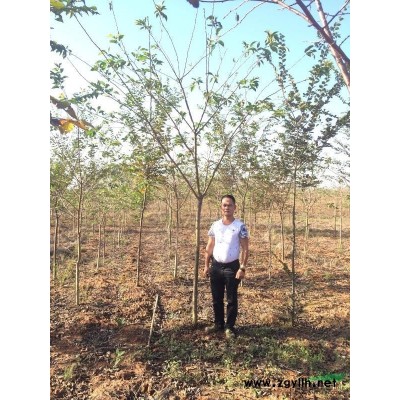 红叶石楠树、篱笆苗