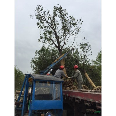 红叶石楠球3图片\红叶石楠球3报价