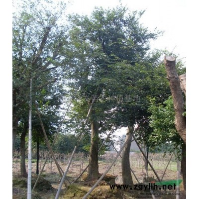 江苏红叶石楠球介绍