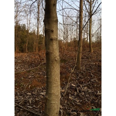 安徽广德，维易苗木基地供应地径6cm低枝红叶石楠