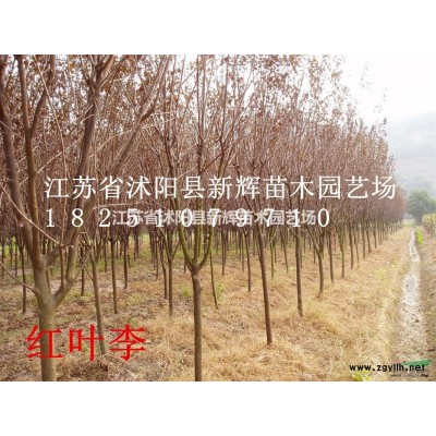 花灌木球类低价直销红叶石楠球50-80-100-150公分球