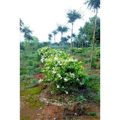 精品红叶石楠球冠幅120——350公分热售中