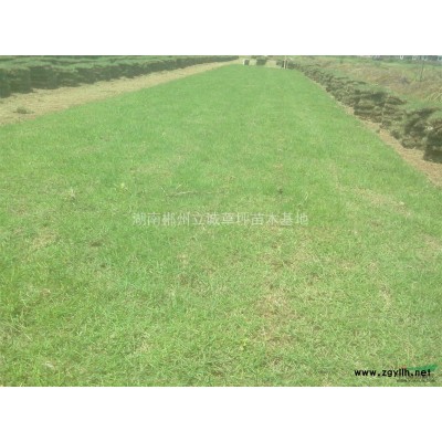 湖南供应红叶石楠