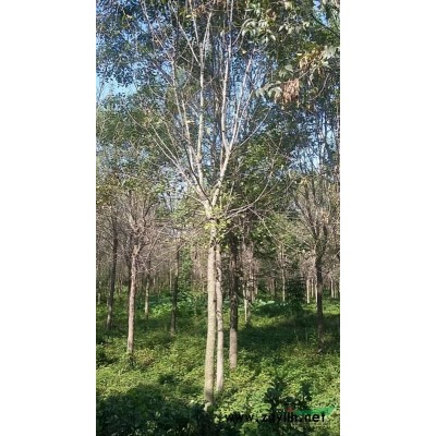 红叶石楠容器苗供应 红叶石楠容器苗报价 红叶石楠容器苗图片