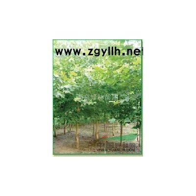 供应p30-300的红叶石楠报价/江苏供应p30-300的红叶石楠报价