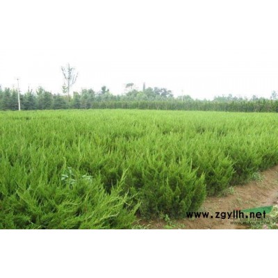 绿化苗木红叶石楠价格