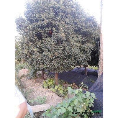 苗圃大量供应80cm-130cm红叶石楠球