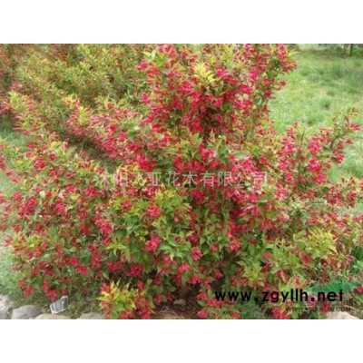 江苏红叶石楠，红叶石楠球