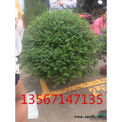 直销红叶石楠独杆苗、大毛球