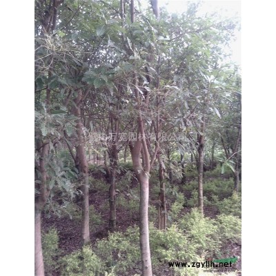 红叶石楠 高1.5米