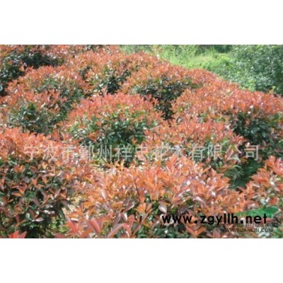 浙江红叶石楠球1