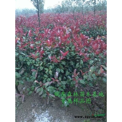 供应红叶石楠、红花继木、色块、各类松树、优质女贞