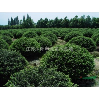 红叶石楠球 红叶石楠基地 大量供应红叶石楠球