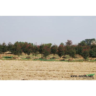 江苏红叶石楠36/红叶石楠36批发