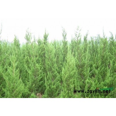 常年供应绿化苗木 红叶石楠 百日红 紫叶李 紫叶桃 樱花