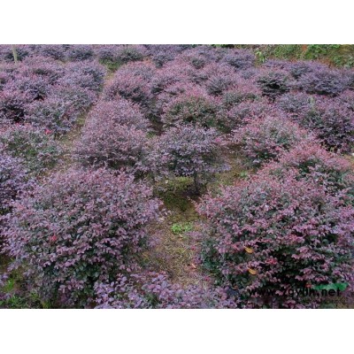 红叶石楠 高杆红叶石楠 红叶石楠苗批发