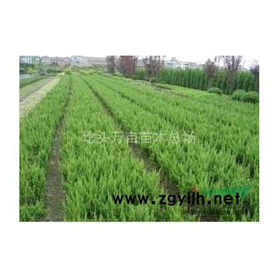 江苏嫣红苗木场 供应各规格红叶石楠 量大从优