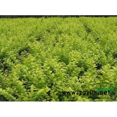 红叶石楠行情报价\红叶石楠图片展示