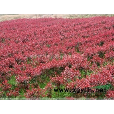 湖南地区供应2-8cm红叶石楠，量大价更优