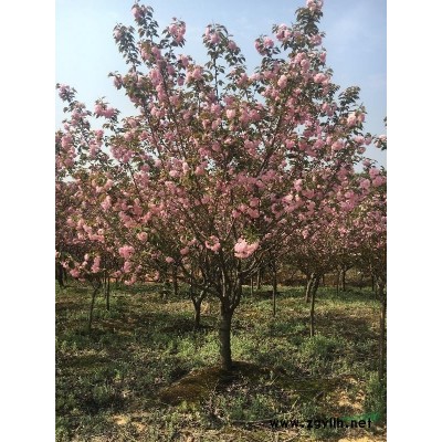 安徽省宣城市大量供应8一12公分精品晚樱，4一8公分红叶石楠