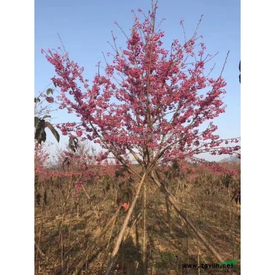 江苏红叶石楠球2介绍，南京红叶石楠