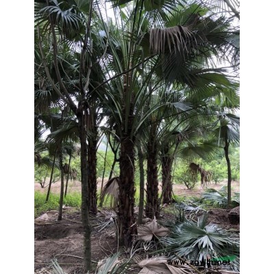 优质特价红叶石楠球产地直销