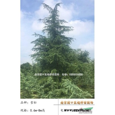 红叶石楠南京汤泉直销红叶石楠价格