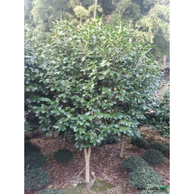 柴桥 红叶石楠球供应/柴桥 红叶石楠球图片