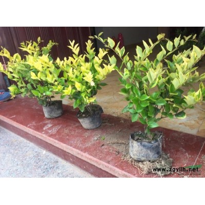 长期低价供应红叶石楠大小杯苗