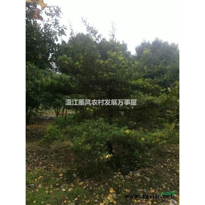 供应金森女贞球冠