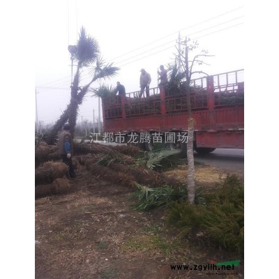 扬州江都供应新红叶石楠树