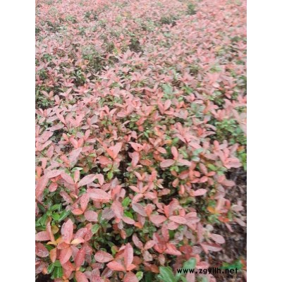 供应小杯红叶石楠、  大杯红叶石楠，大杯红继木